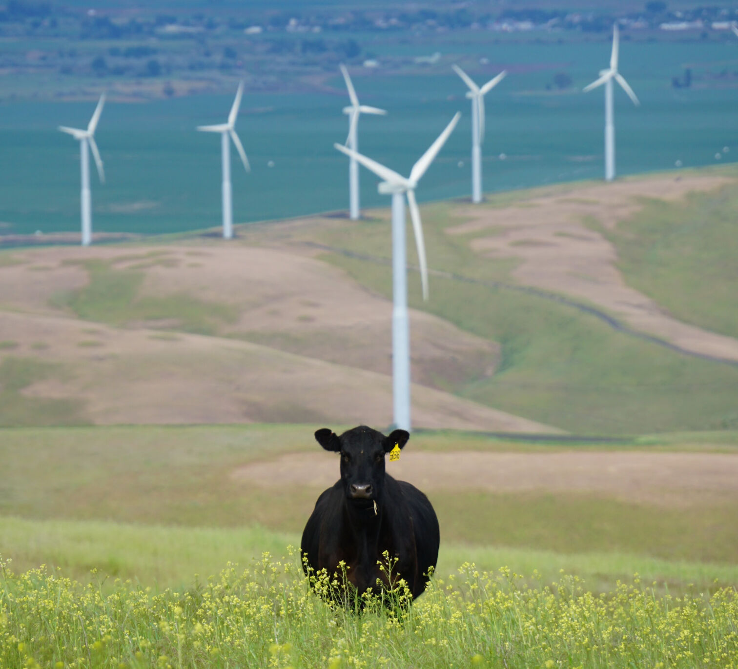 Cow Guards Turbines Pot1120